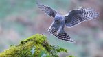 D 16 Eyes on the prize Adrian Cubitt.jpg