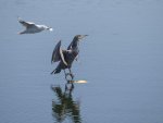 D 18 Cormorant being buszed Les Gordon.jpg
