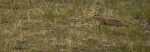 E 07 Ground Squirrel Dave Stroud.jpg
