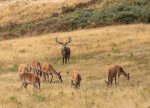 E 09 Bradgate Park Steve Field.jpg
