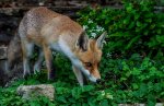 E 12 A Fox in my Garden Ron Perkins.jpg