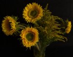 E 15 Sunflowers Simon Beirne.jpg