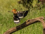 E 18 Hoopoe with bug in flight Les Gordon.jpg