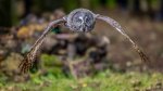 E 20 Tawny Owl In Woodlands Flight Dave Belcher.jpg