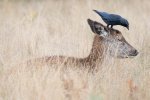 Les Gordon Doe and Blackbird in Bushy Park London.jpg