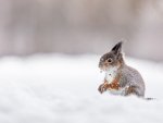 Dave Atkinson Red squirrel Snacking in the Snow.jpg