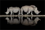 Dave Belcher Two Rhinos At Night Waterhole.jpg