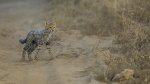 Keith Worthington Cheetah Cub has strayed.jpg