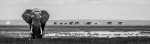 Dave Stroud The Elephants of Amboseli.jpg