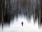 Peter Warrington Into the Bleak Wood.jpg