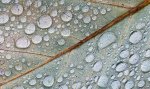 Adrian Cubitt The Rain on the Vein.jpg