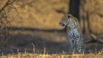 Keith Worthington Leopard in shade.jpg