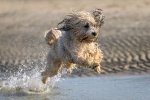 Dave Belcher Bailey On The Charge.jpg
