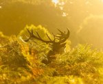 Sheila Frankum Stag in the Grass.jpg