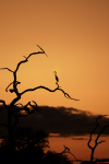 Anna Minarik The Heron in Zambia.jpg