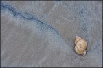 John Boteler SHELL ROSSILY BEACH.jpg
