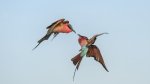 Keith Worthington Bee-eater Duel.jpg