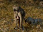 Les Gordon Baboon mum with baby.jpg
