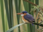 Alan Lewis Malachite Kingfisher.jpg