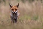 Dave Atkinson Cub in the Meadow.jpg