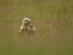 Nigel Finch Red Kite in Meadow.jpg