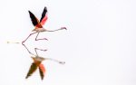 Dave Stroud Greater Flamingo.jpg
