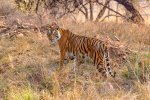 Dave McKay Tiger Ranthambore.jpg