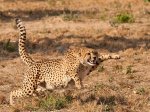 Nigel Finch Hunting Cheetah.jpg