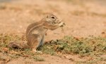 Nigel Finch Ground Squirrel.jpg