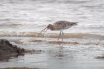 Dave McKay Curlew with crab.jpg