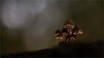 Adrian Cubitt Family Fungi.jpg