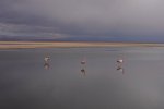 Simon Beirne Chaxa Lagoon.jpg