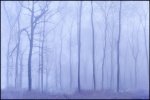 John Boteler Misty Forest.jpg
