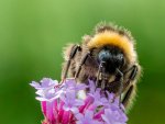 William Hall Feeding Bee.jpg
