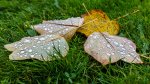 Adrian Cubitt Dew Drops.jpg