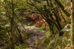 Jill Bain Woodland Path.jpg