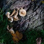 Terry Carpenter Autumn.jpg