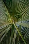 Ian Bray Palm Leaves.jpg
