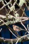Jill Bain Chaffinch.jpg