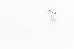 Dave Stroud Avocet.jpg